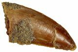 Bargain Raptor Tooth - Real Dinosaur Tooth #333355-1